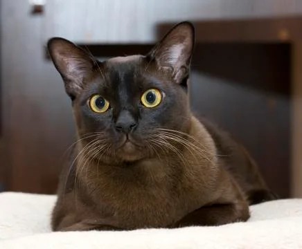 Burmese cat Stock Photos