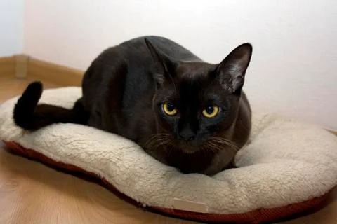 Burmese cat Stock-Fotos