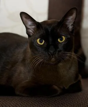 Burmese cat Stock Photos