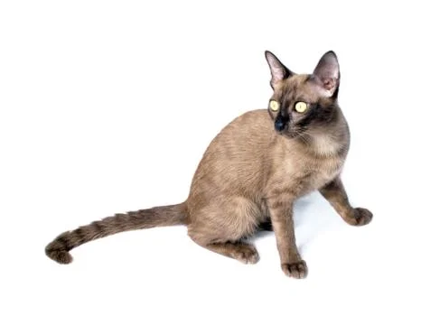 Burmese cat Stock Photos
