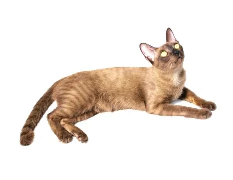 Burmese cat Stock Photos