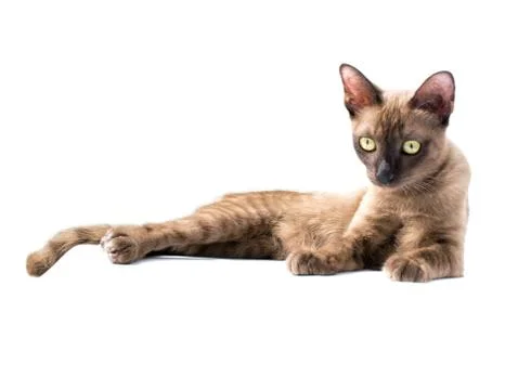 Burmese cat Stock Photos