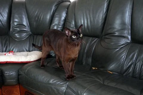 Burmese cat Stock-Fotos
