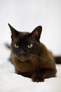 Burmese cat Stock Photos