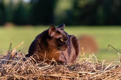 Burmese cat Stock Photos