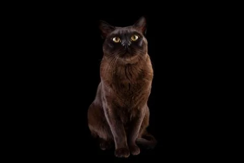 Burmese cat Stock Photos