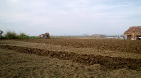 Burmese farmer plowing field using asian buffaloes near U Bein bridge.  Stock-Footage 56064195