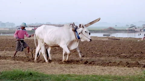 Burmese farmer plowing field using asian buffaloes near U Bein bridge. Myanmar Stock Footage 56100938