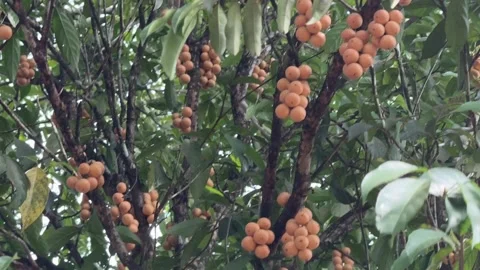 Burmese grape fruits hanging from a tree branch in Cambodia Stock Footage 336432100