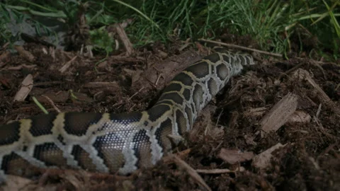 Burmese python baby crawling slithering in forest 스톡 동영상 156008285
