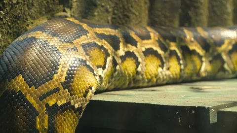 Burmese python body Stock Footage 85527837