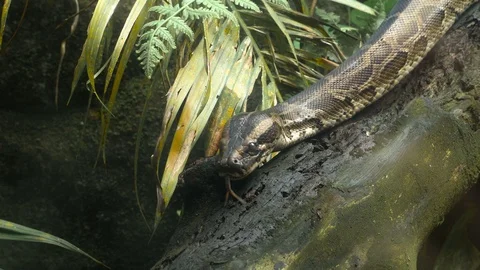 Burmese python on the branches Vidéo 85527361