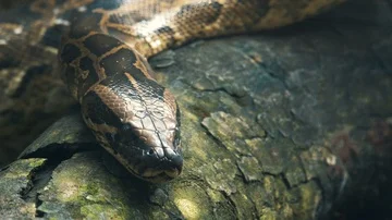 Burmese python on the branches Stock Footage 85643651
