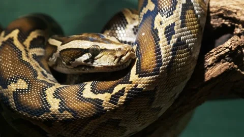 Burmese python close up Stock Footage 134135010
