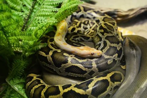 Burmese Python / Close up of gold python and boa Snake lying on ground 库存照片
