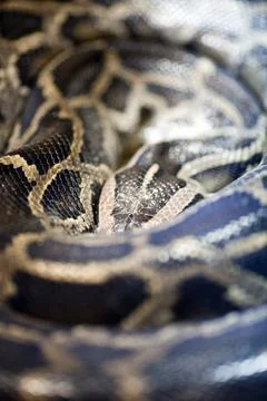 Burmese Python Coiled in Its Enclosure at Berlin Zoo in Germany Photos