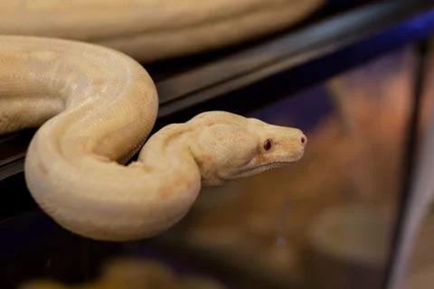Burmese python coiled poses as a model for people to take pictures. Stock Photos