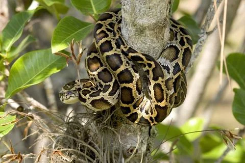 A Burmese python coiled up on a tree trunk Foto stock