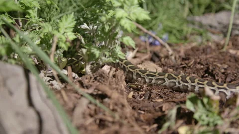 Burmese python crawling through the dirt Stock Footage 155854682