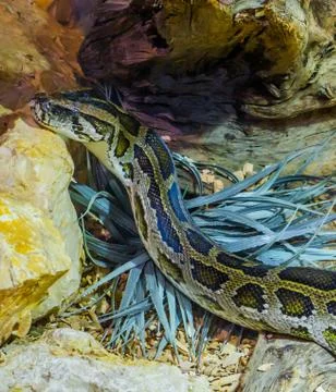 Burmese python creeping around near some rocks, vulnerable snake specie Photos