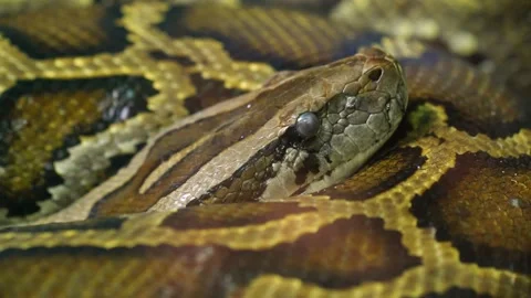 The Burmese python curled up in the zoo Stock Footage 165966178