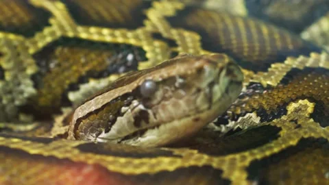 The Burmese python curled up in the zoo Stock-Footage 165966234