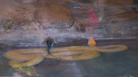 Burmese Python at Dehradun Zoo, Uttarakhand: An Enchanting Rescue Attraction Stock Footage 301687383