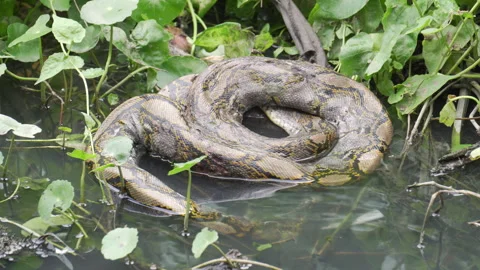 Burmese python died on a pond with a lot of tree nearby. Dangerous species Video stock 195819817