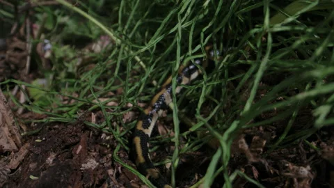Burmese python disappearing into the grass - snakes in the wild Vidéo 155859048