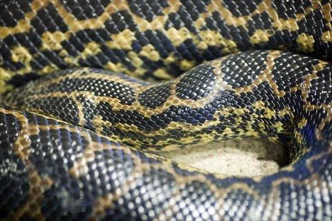 Burmese Python Displaying Its Intricate Scales at Berlin Zoo in Germany Stock Photos