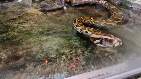 A Burmese python explores its surroundings. Stock Footage 273347374