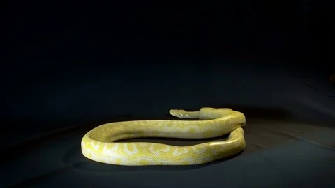 Burmese python 스톡 동영상 81620079