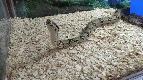 Burmese python Stock Footage 138864141