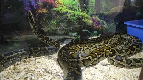 Burmese python Video stock 138864167