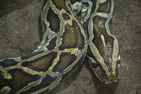 Burmese python head and skin pattern Stock Photos