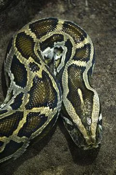 Burmese python head and skin pattern Stock Photos