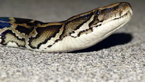 Burmese python head. One of the largest species of snakes.  Native to a lar.. 스톡 사진