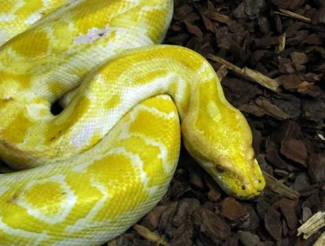 Burmese python head 写真素材