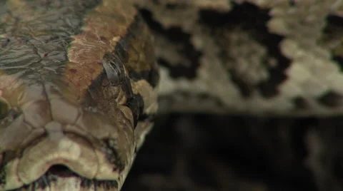 Burmese Python invasive species Everglades close up Stock Footage 50563186