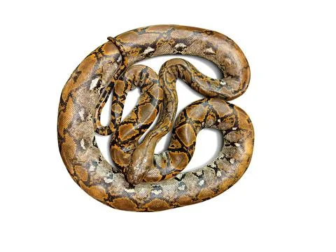 Burmese python isolated on white background Stock Photos