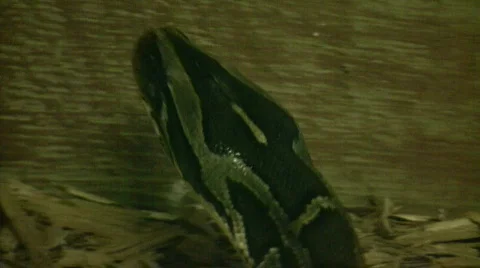 Burmese Python is looking for as exit (High Definition) Stock-Footage 360690