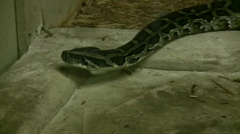 Burmese Python is looking for as exit (High Definition) Video stock 360691