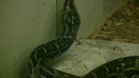 Burmese Python is looking for as exit (High Definition) Stock-Footage 360692