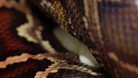 Burmese Python lying on her eggs after breeding Video stock 152800868