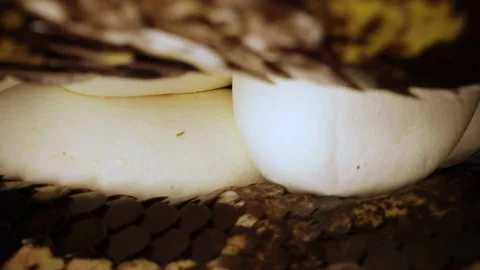 Burmese Python lying on her eggs after breeding in captivity 스톡 동영상 152800872