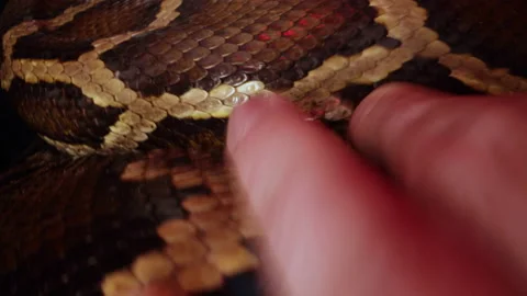 A Burmese Python lying on her eggs after breeding Stock Footage 152800877