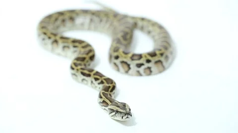 Burmese Python molurus bivittatus snake Stock Footage 220268020