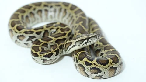 Burmese Python molurus bivittatus snake Stock Footage 220268042