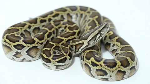Burmese Python molurus bivittatus snake Stock Footage 220268044