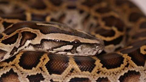 Burmese Python molurus bivittatus snake Stock Footage 220268989